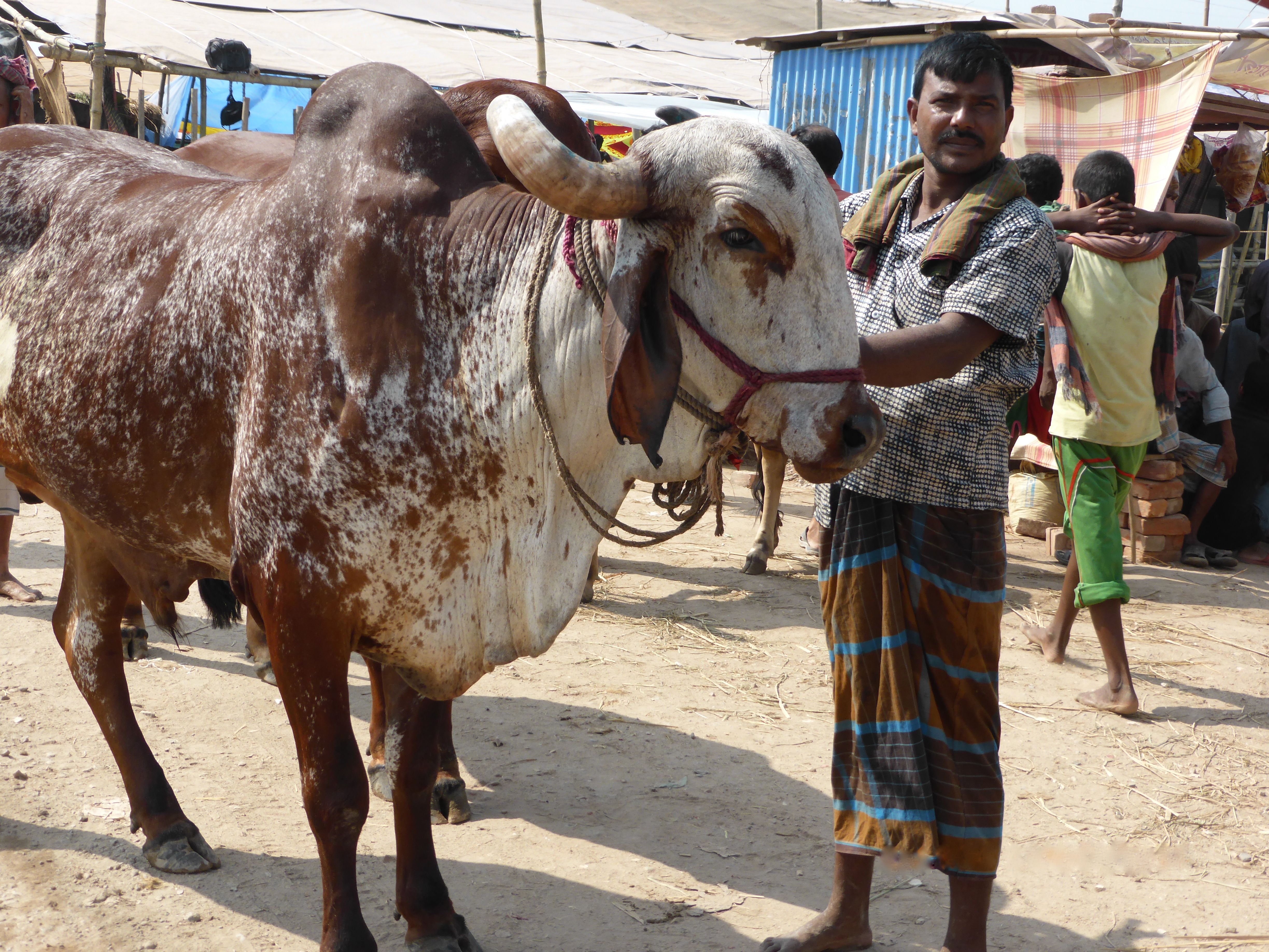 Cow Market, Dhaka Gabtoli Cattle Fair  M's Adventures